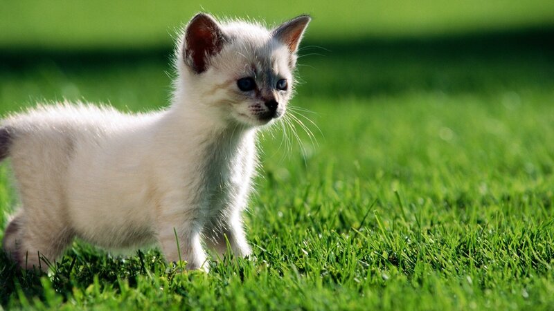 White Kitten on Grass — Afternoon, Photograph