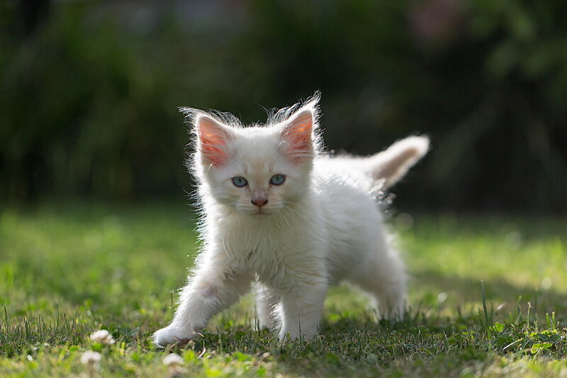 White Kitten on Grass — Calm