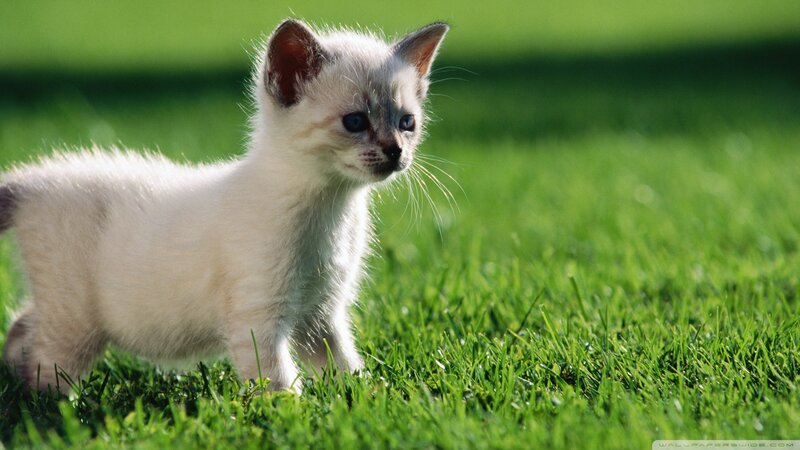 White Kitten on Grass — Green, Calm, Afternoon