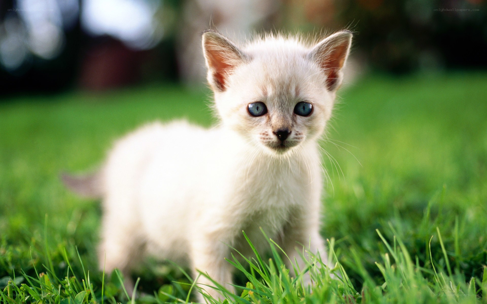 white kitten on green grass
