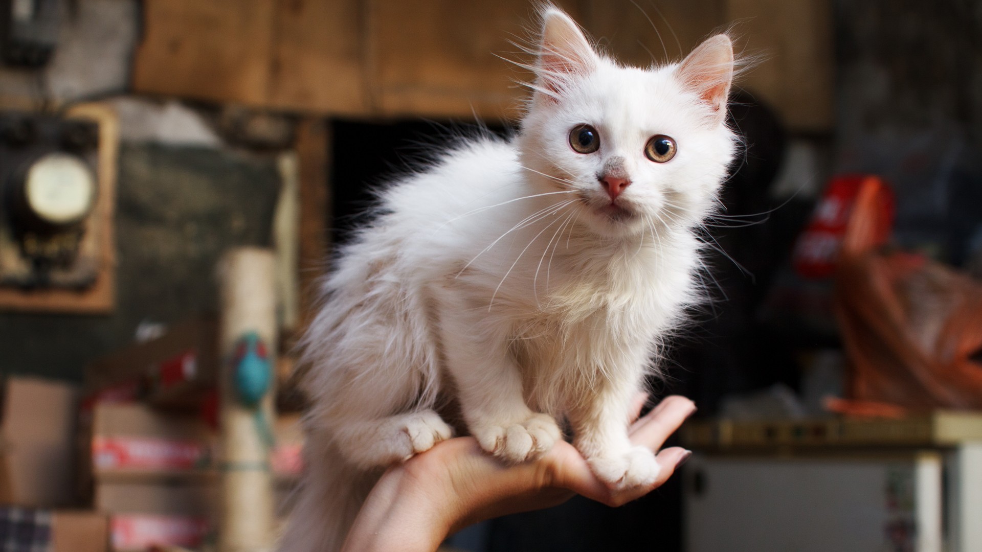 white kitten on hand