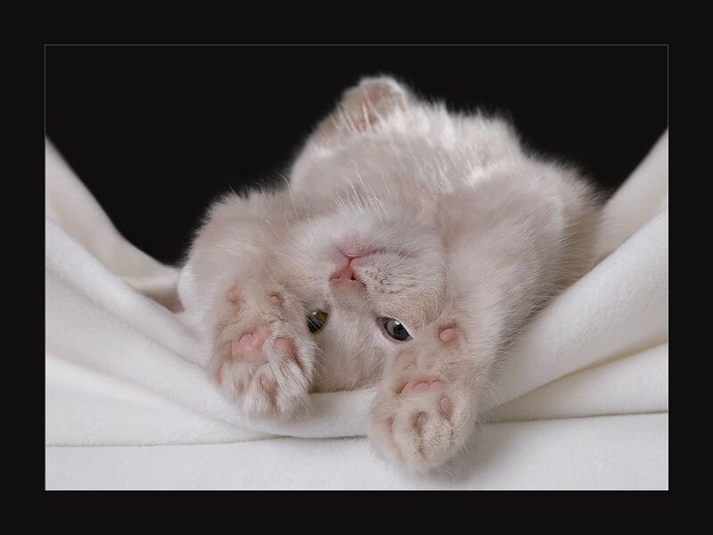 white kitten on its back
