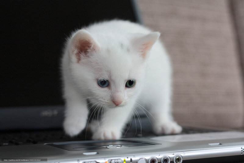 white kitten on laptop
