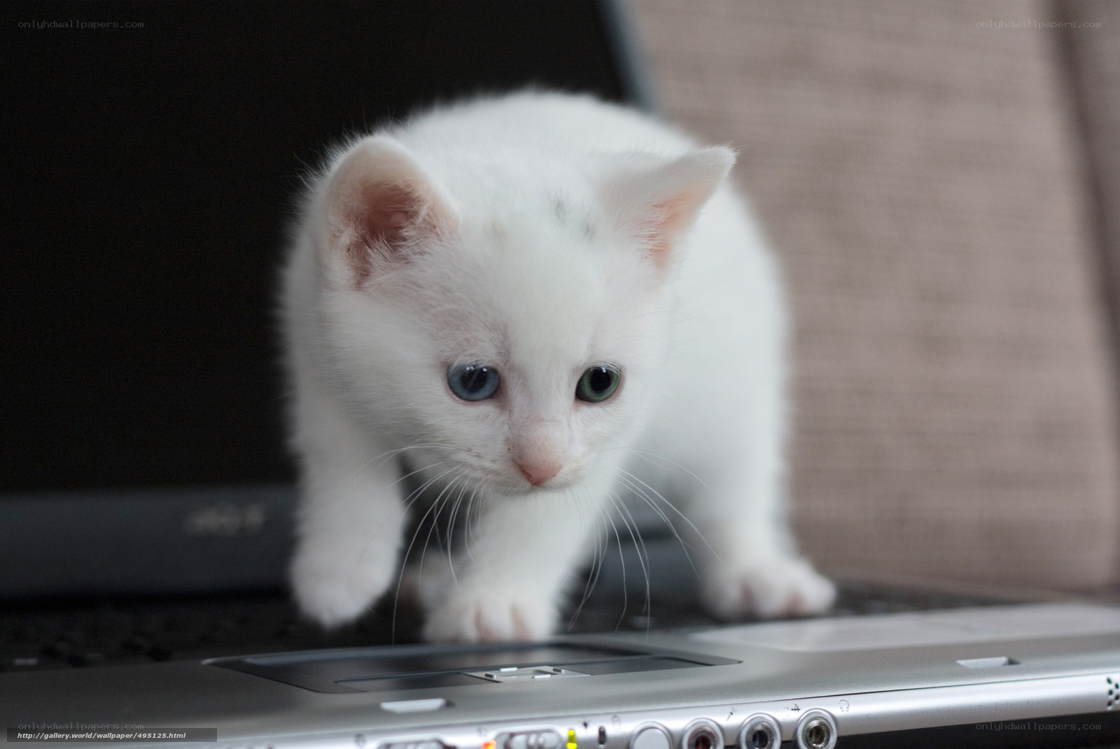 white kitten on laptop