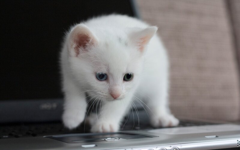 White Kitten on Laptop — Curious, Photograph