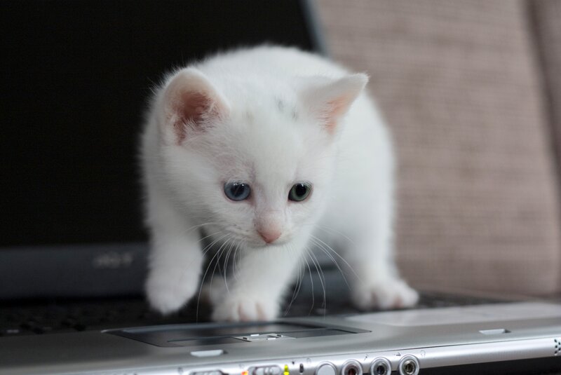 White Kitten on Laptop — Curious