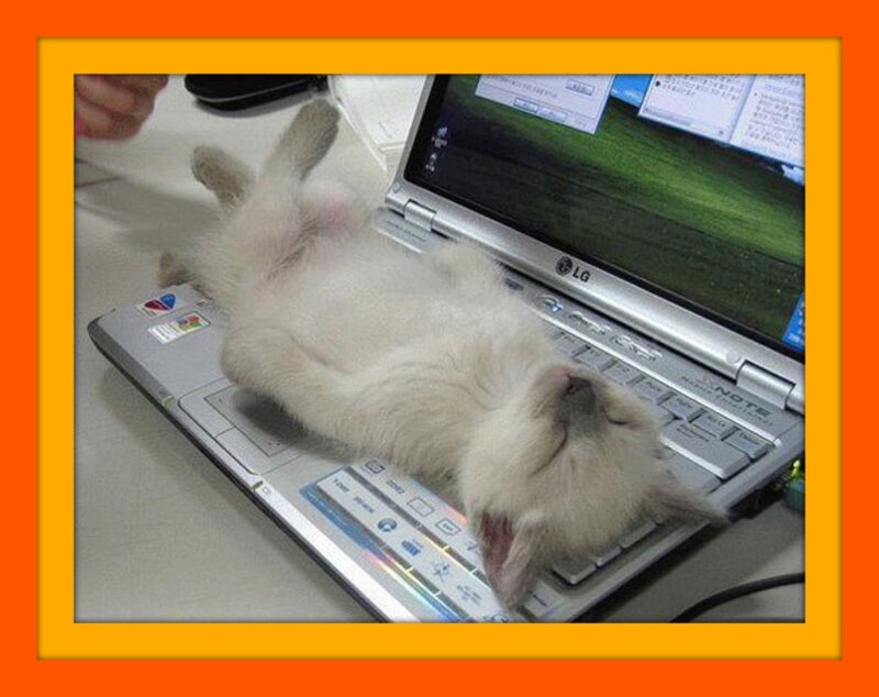 White Kitten on Laptop — Playful