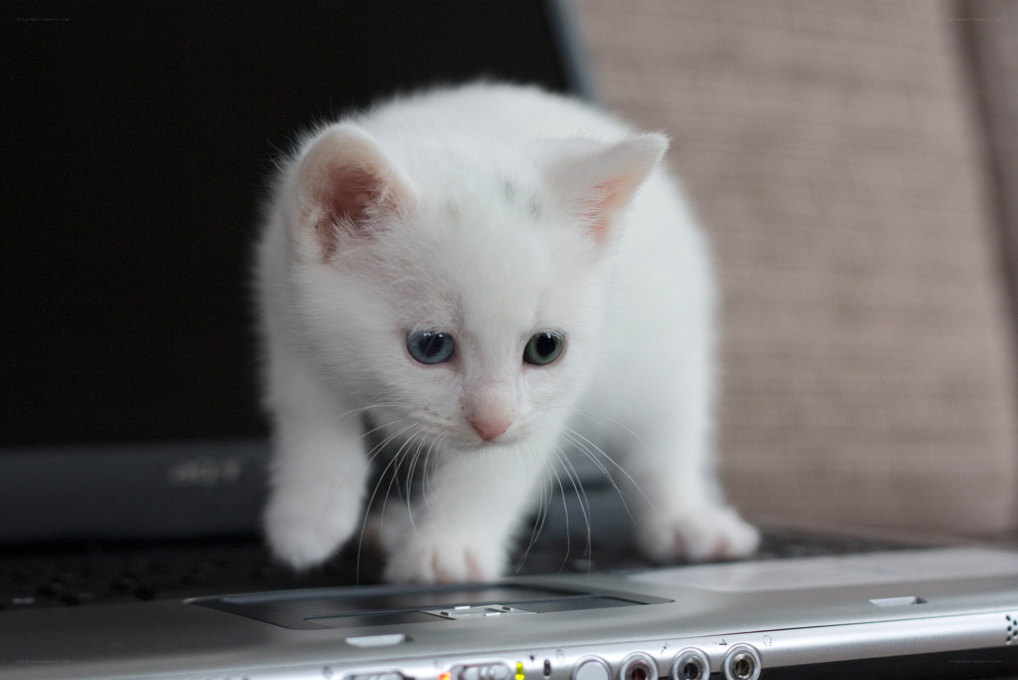 white kitten on laptop