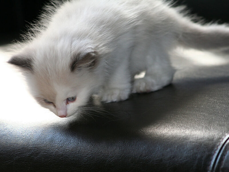 White Kitten on Leather