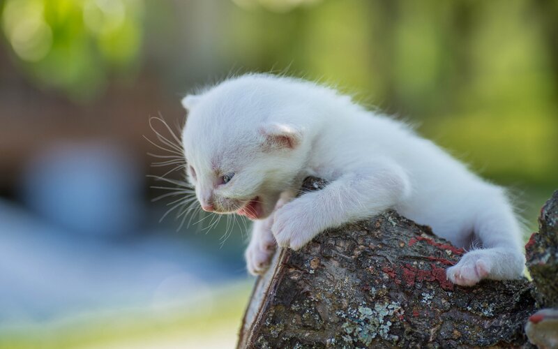 White Kitten on Log