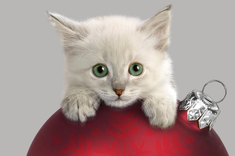 White Kitten on Ornament