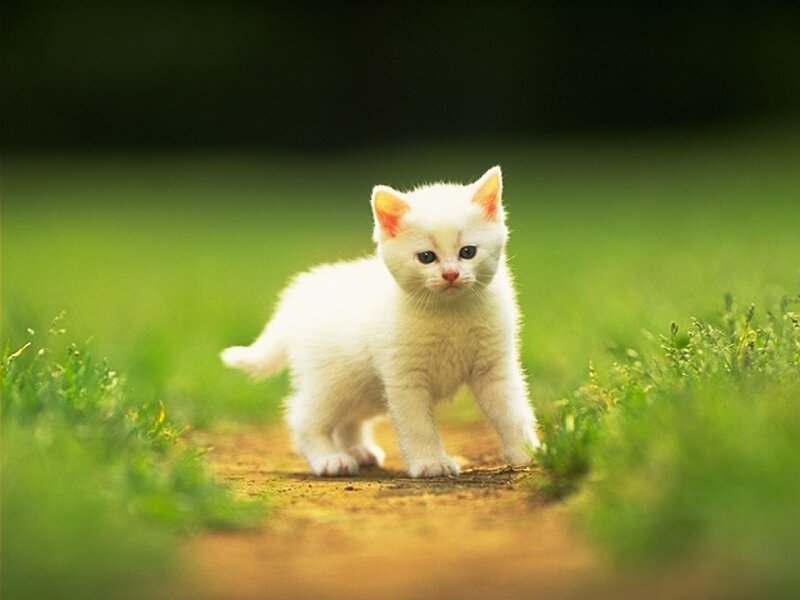 White Kitten on Path — Calm
