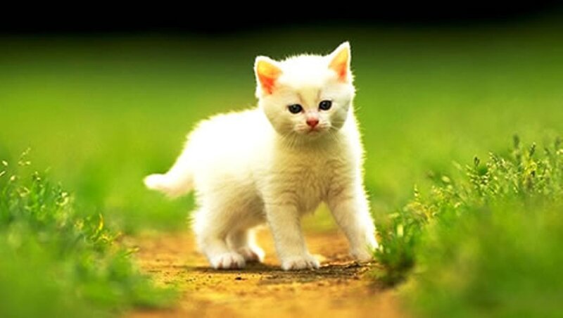 White Kitten on Path