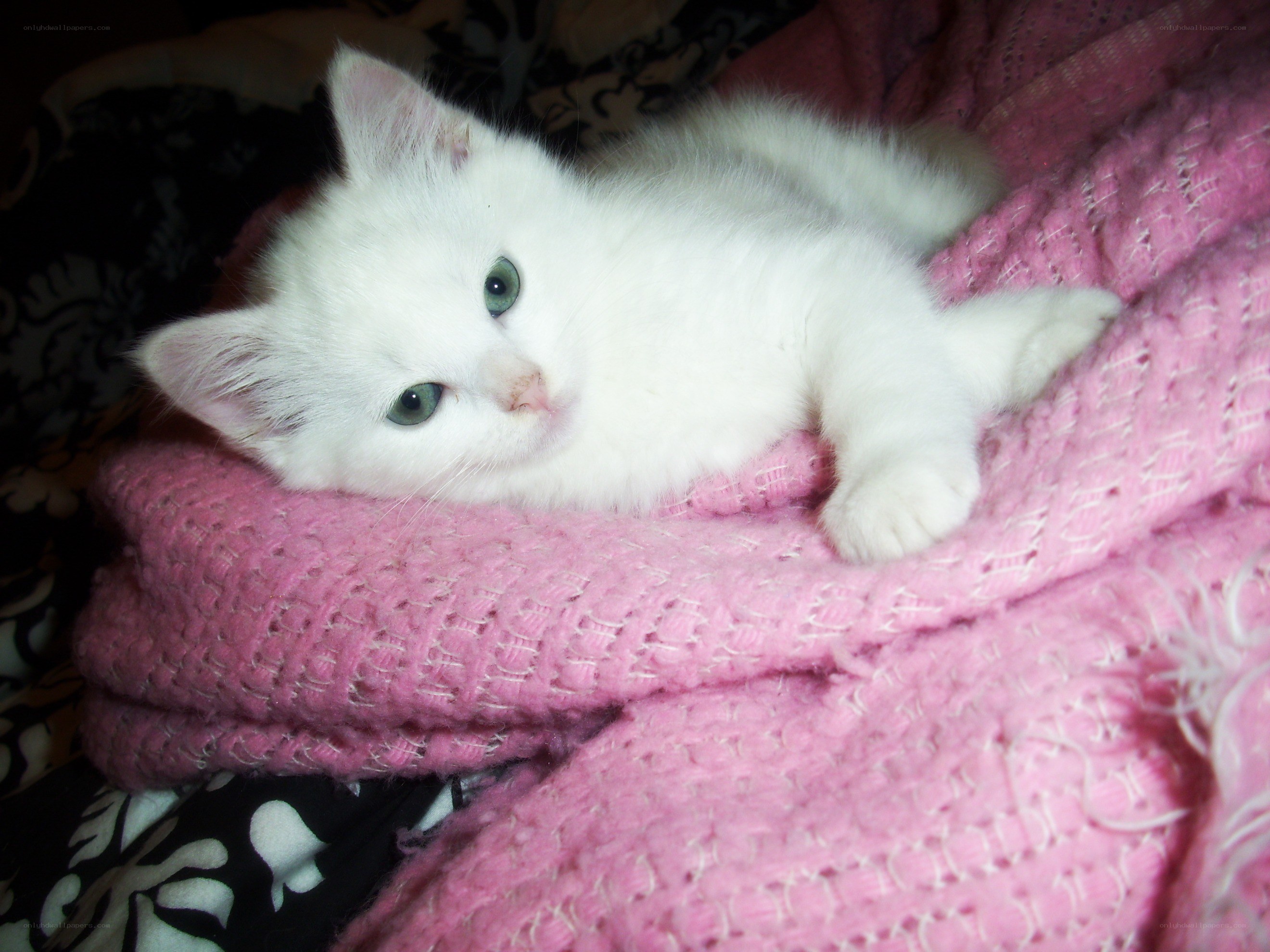 White kitten on pink blanket