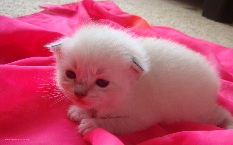 White Kitten on Pink Cloth