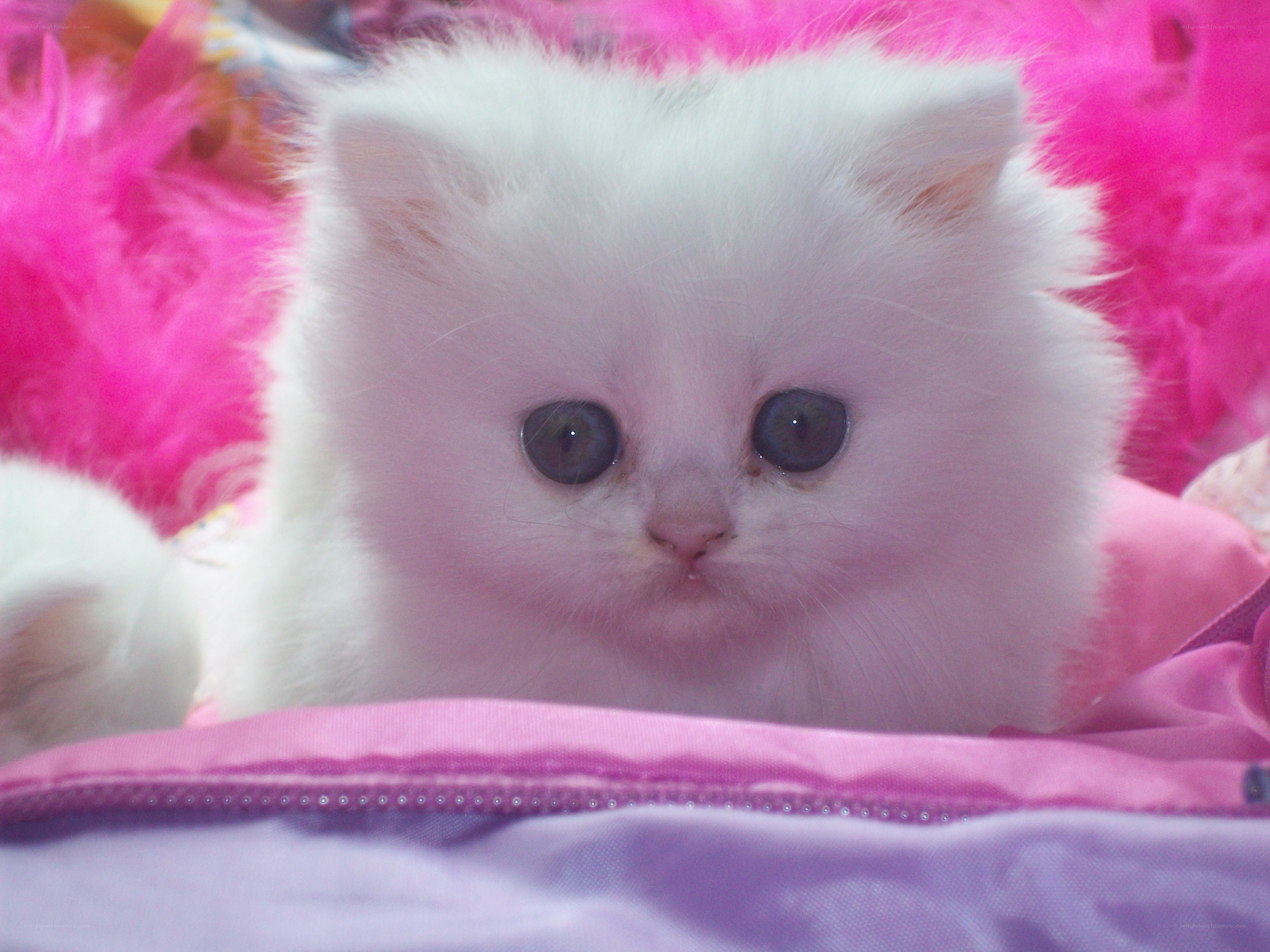 white kitten on pink feathers