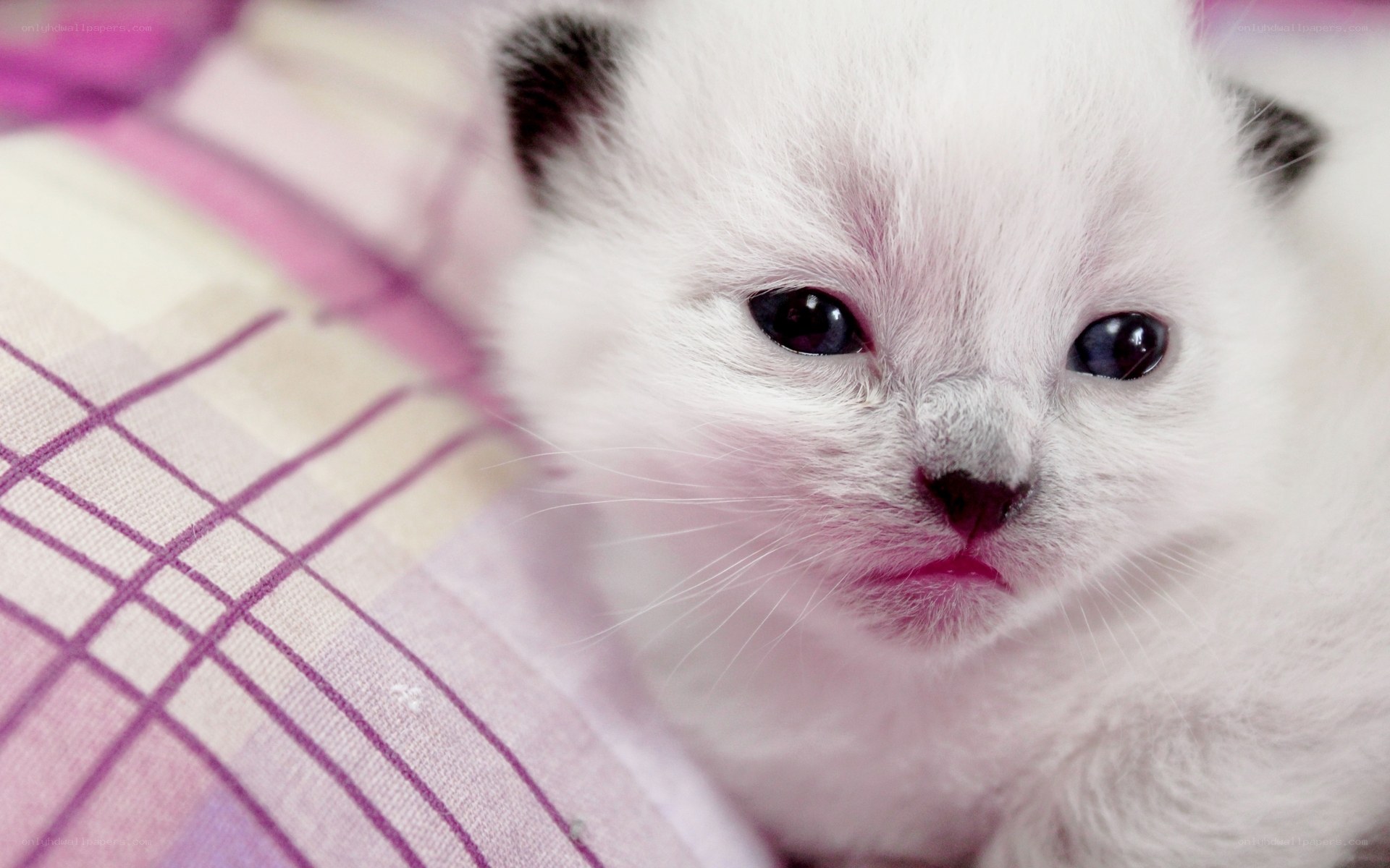 white kitten on plaid blanket