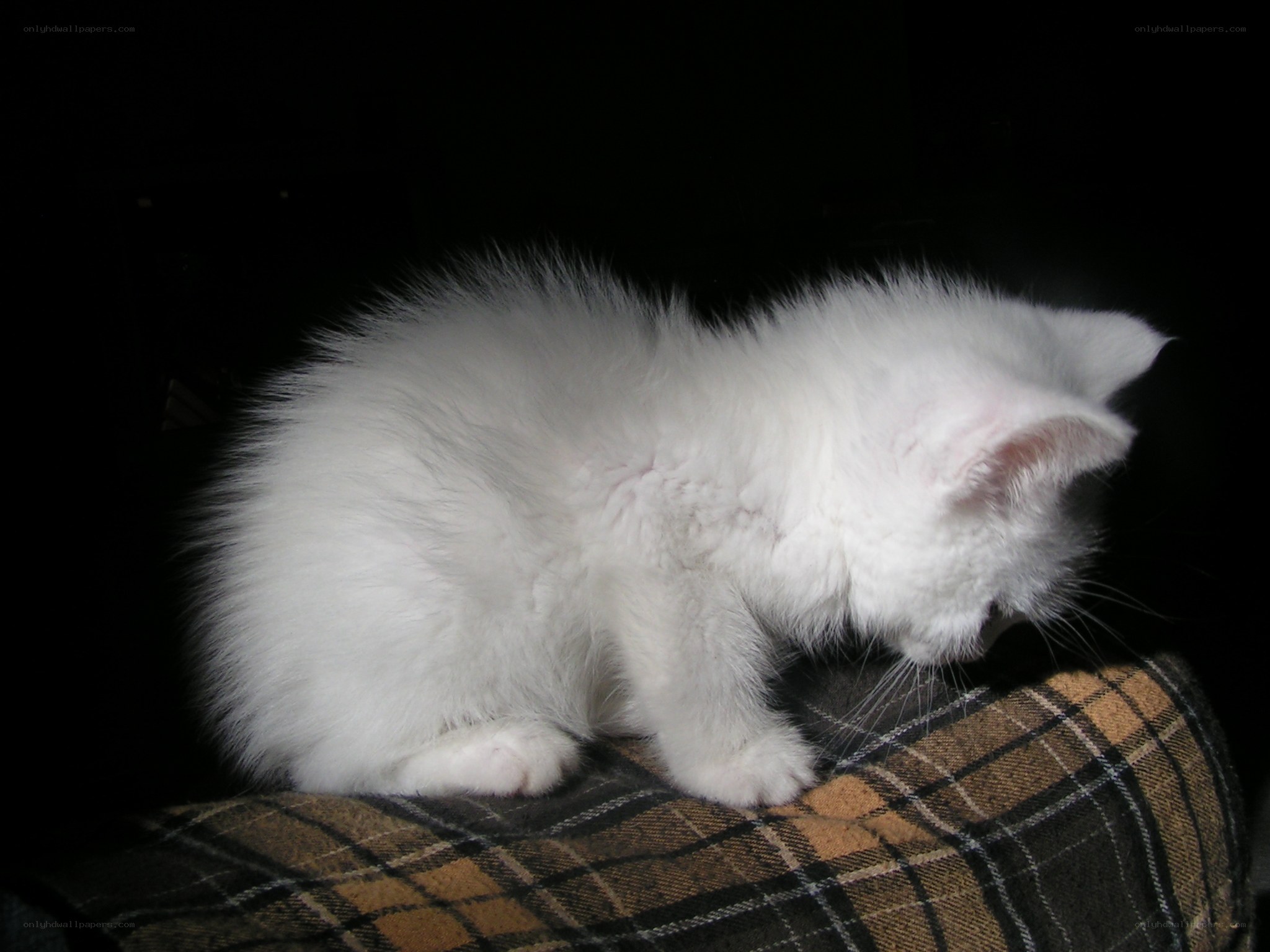 white kitten on plaid