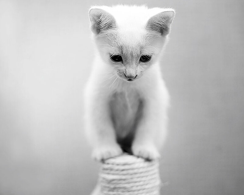 White Kitten on Post — Gray