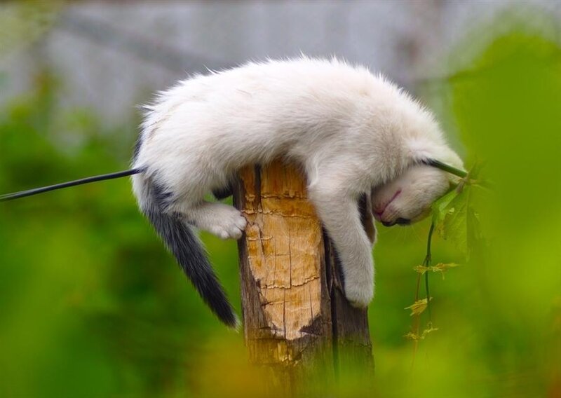 White Kitten on Post