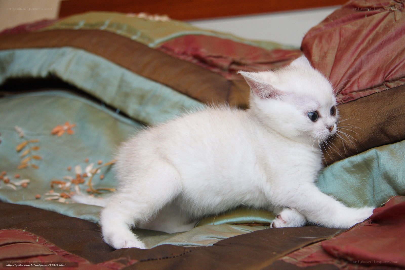 white kitten on quilt