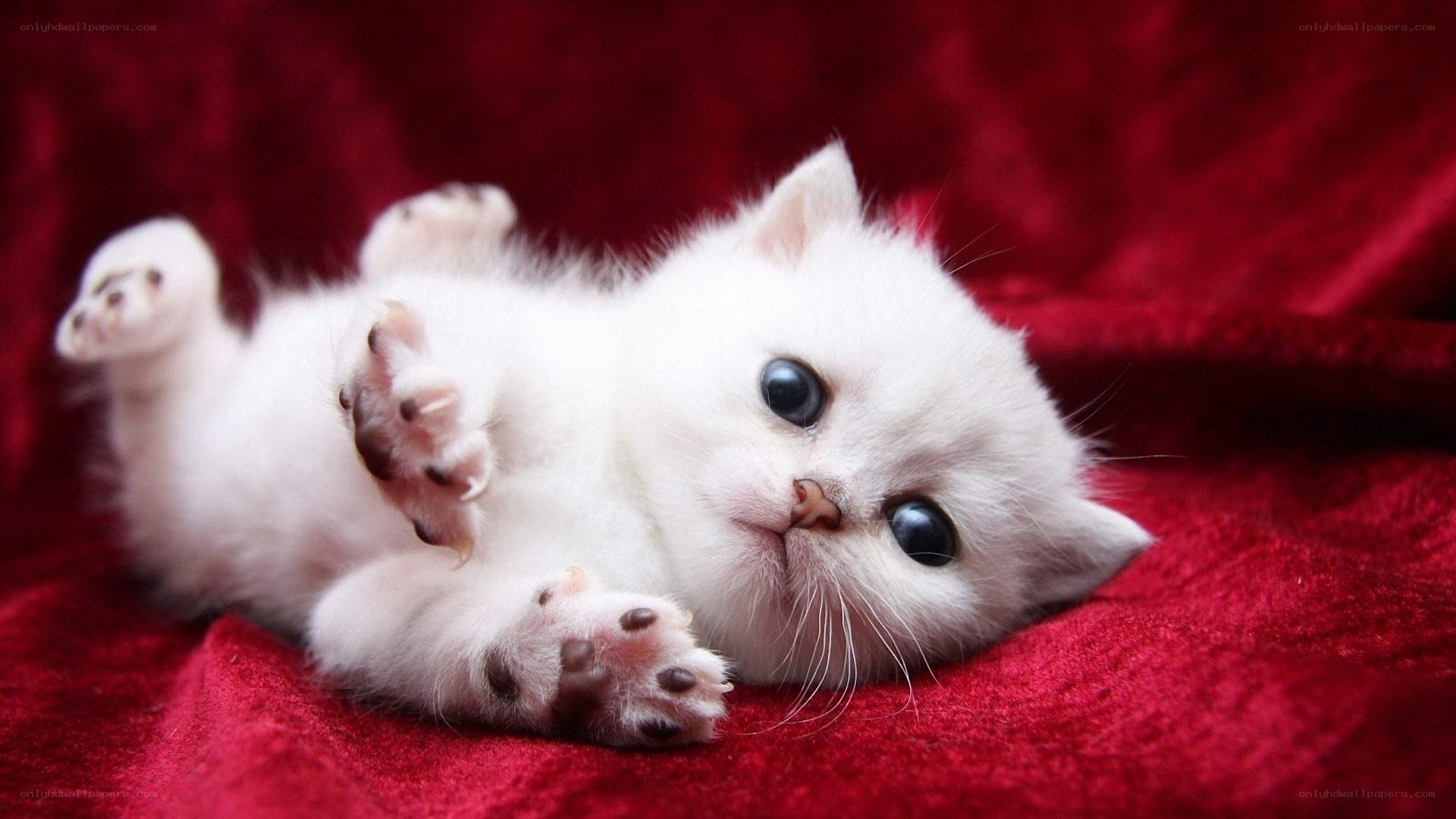 white kitten on red blanket