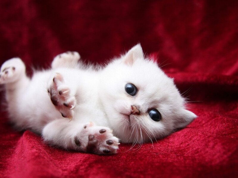 White Kitten on Red Blanket — Calm