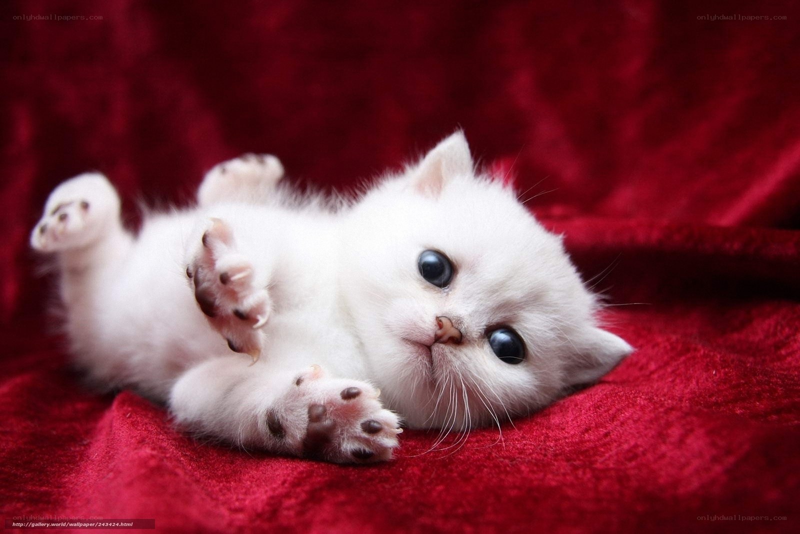 white kitten on red blanket