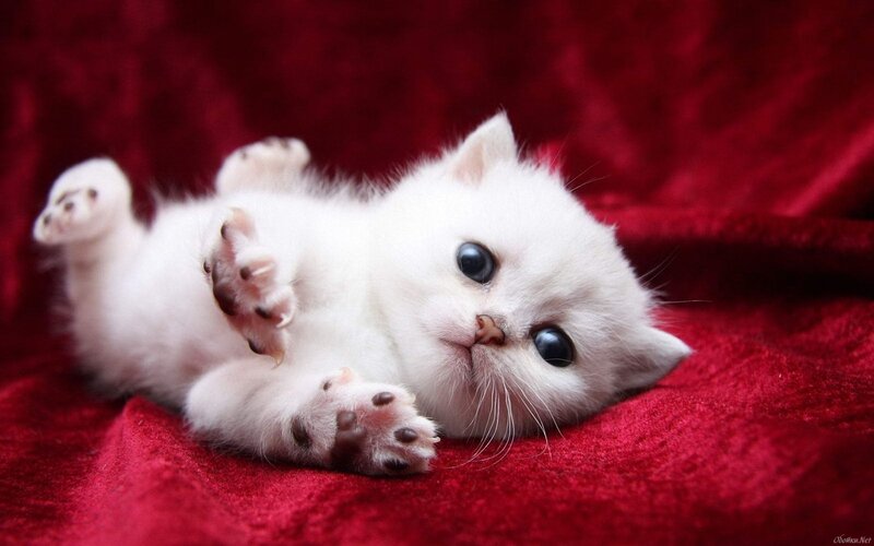 White Kitten on Red Fabric — Calm