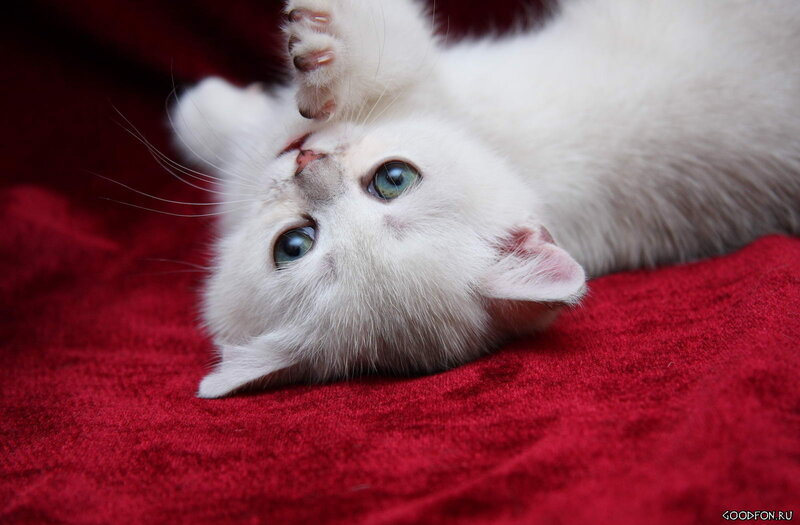 White Kitten on Red Surface