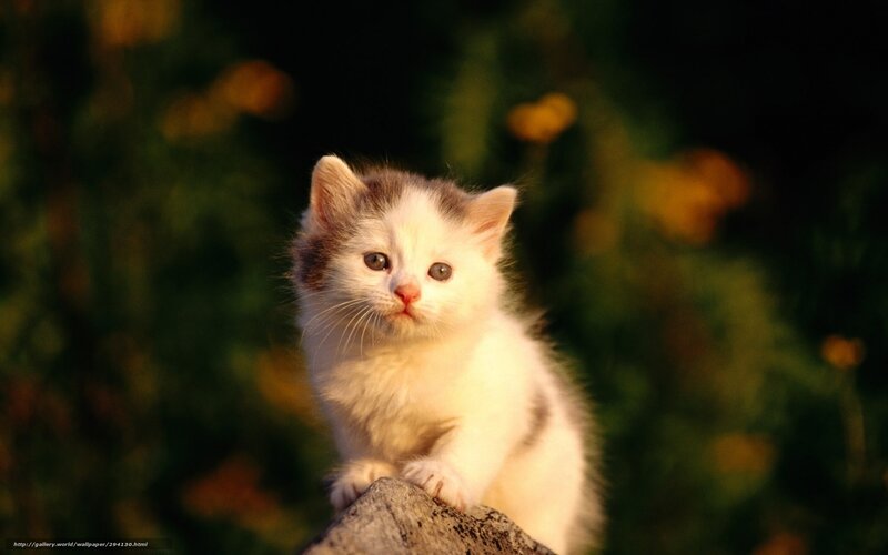 White Kitten on Rock — Calm