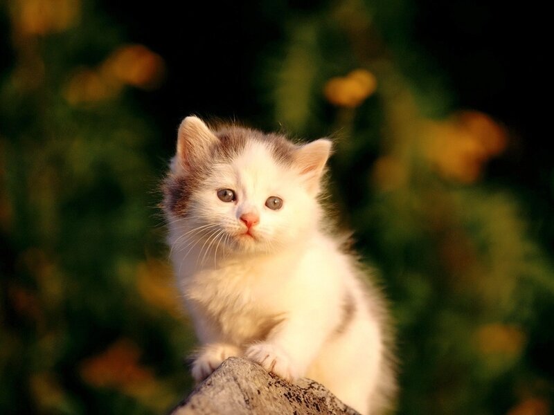White Kitten on Rock