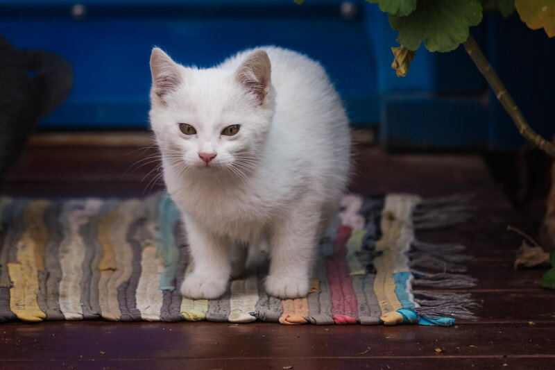 White Kitten on Rug — Calm