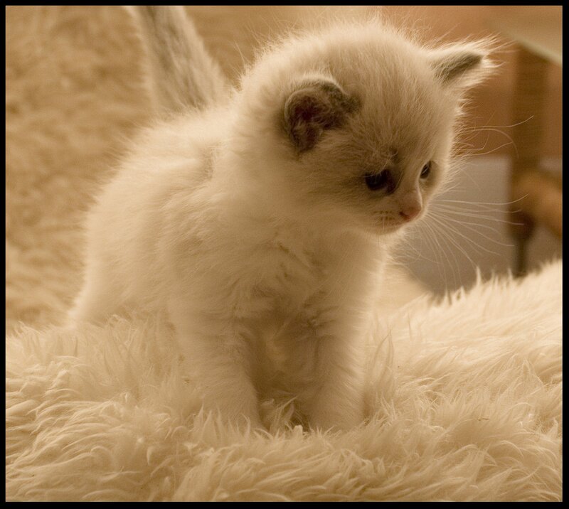 White Kitten on Rug