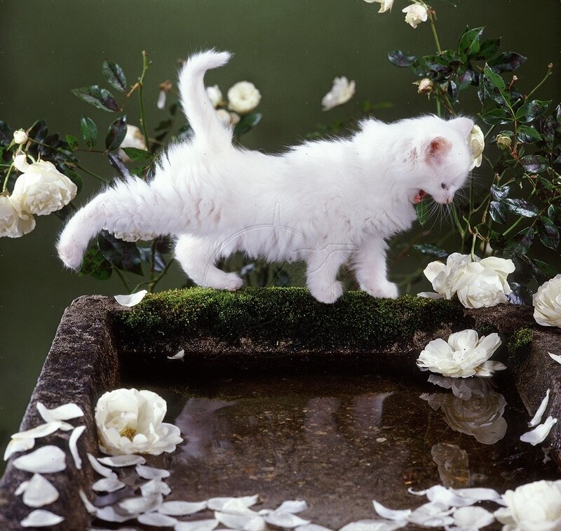 White Kitten on Stone — Serene