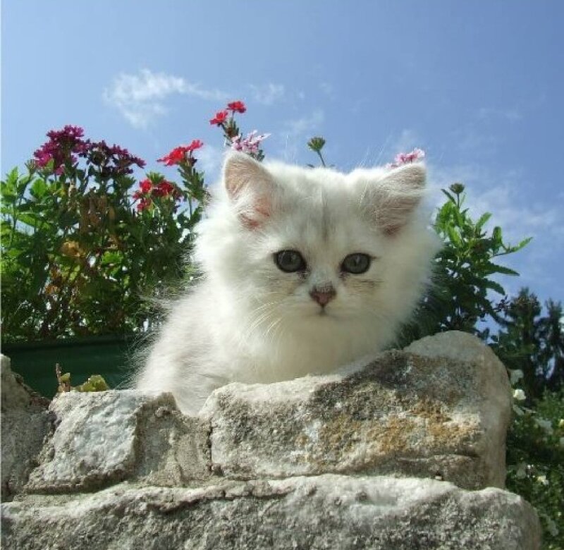 White Kitten on Stone