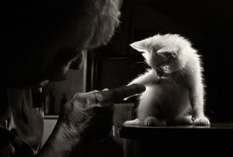 White Kitten on Table