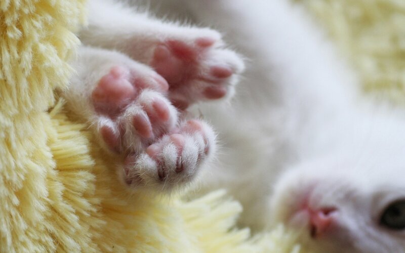White Kitten Paws — Calm, Photograph, Yellow Plush