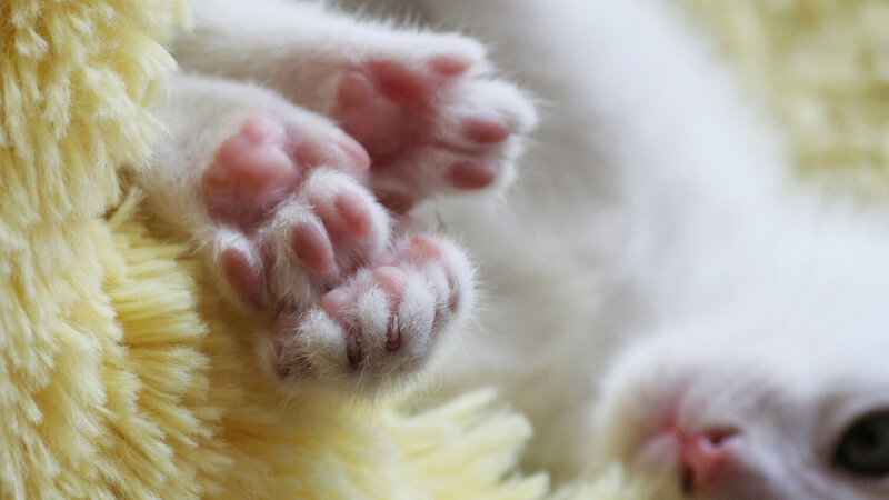 White Kitten Paws — Calm