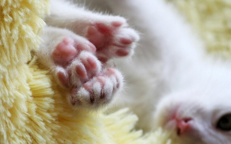White Kitten Paws
