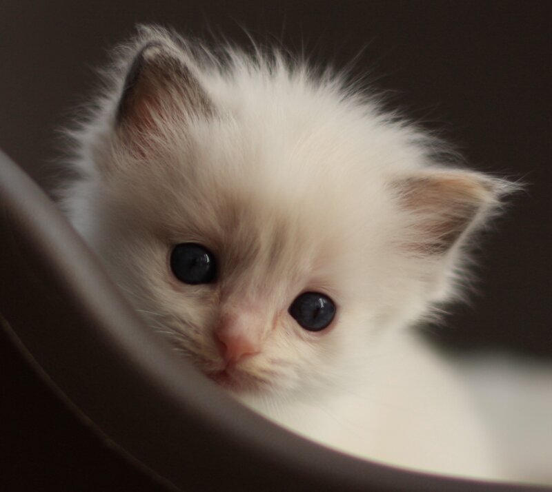 White Kitten Peeking — Curious, Photograph, Cat