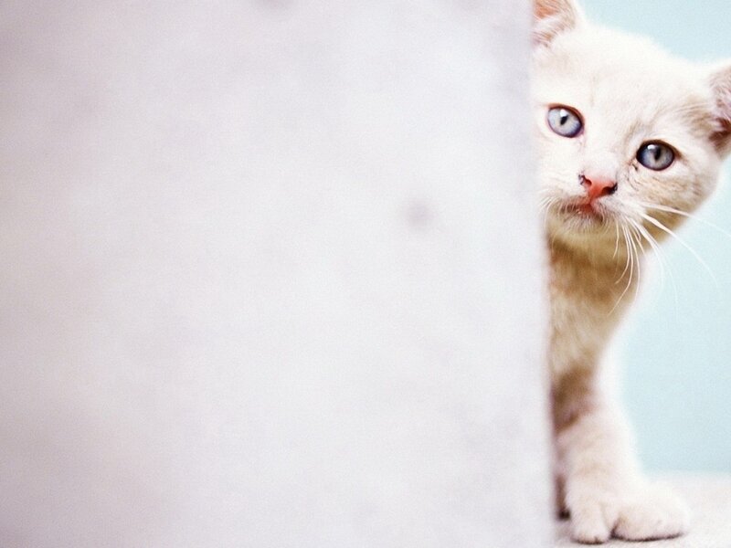 White Kitten Peeking — Curious, Photograph