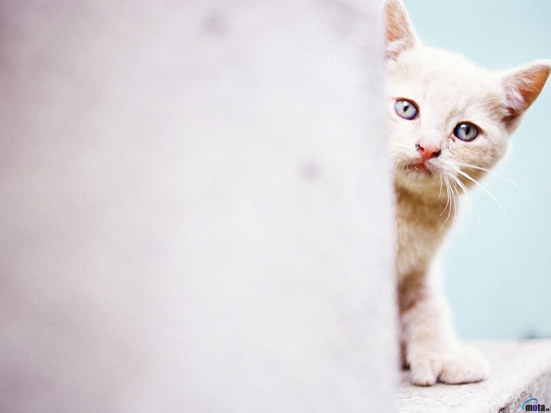 White Kitten Peeking — Curious, Photograph, Wall