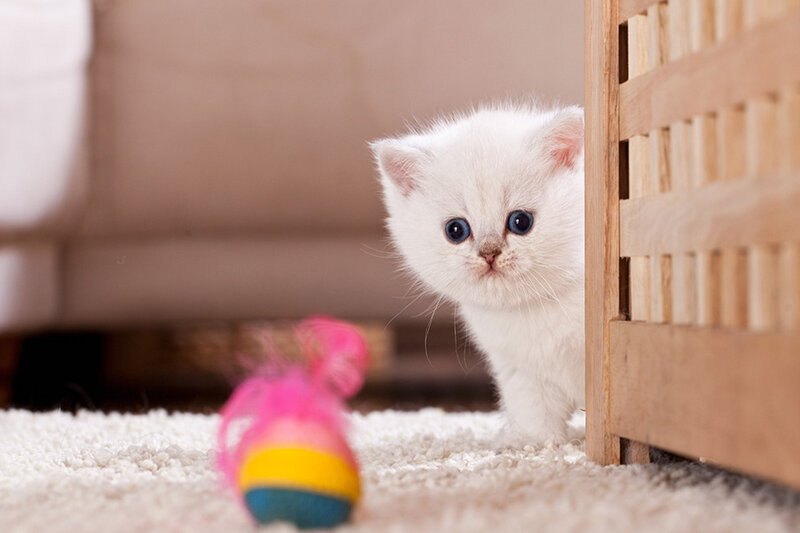 White Kitten Peeking — Curious, Photograph, Wooden Crate