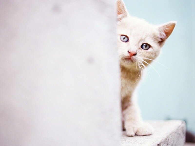 White Kitten Peeking — Curious