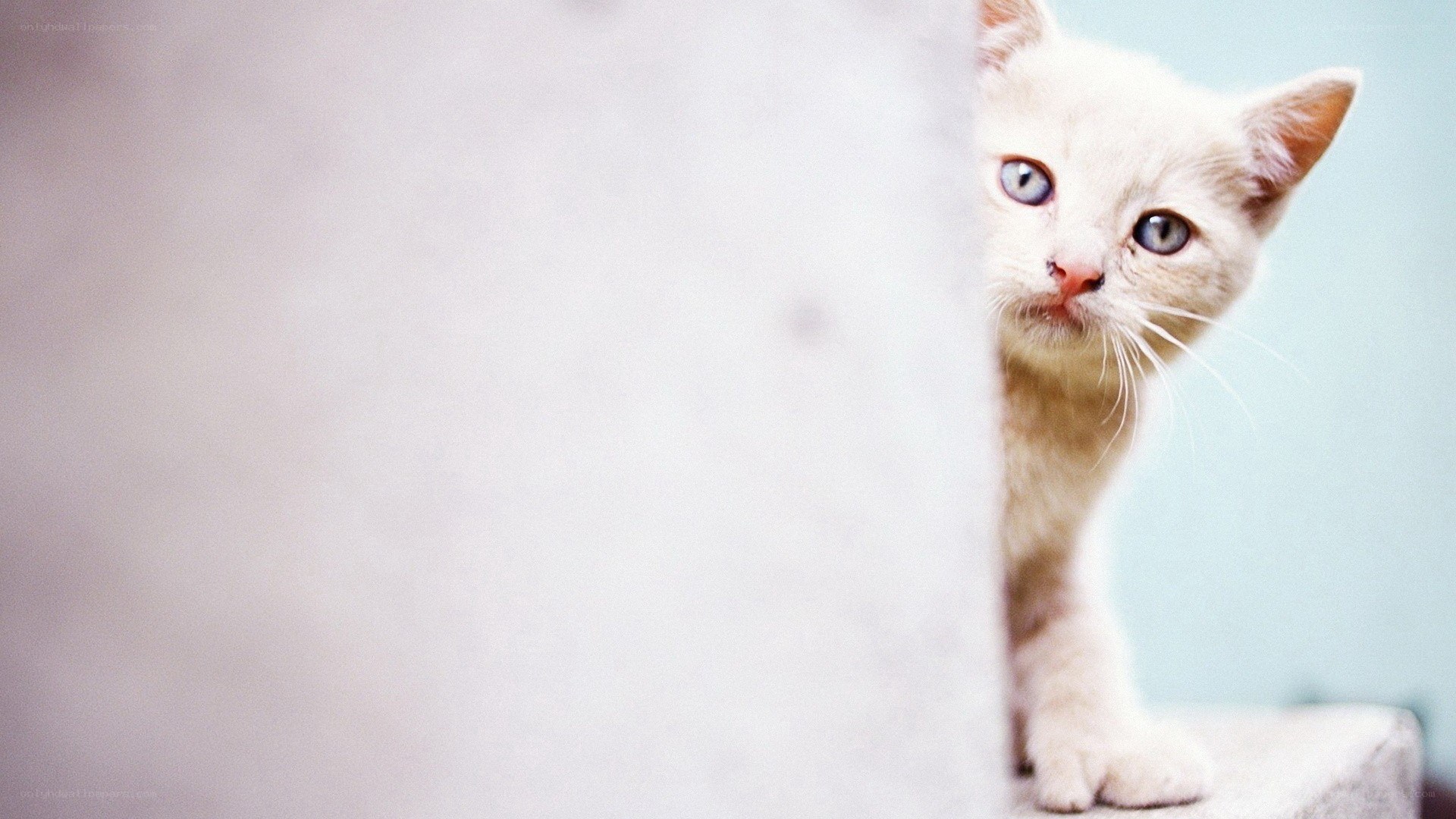 white kitten peeking from behind