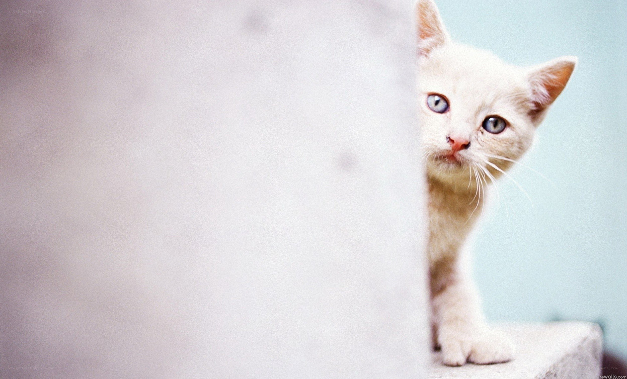 white kitten peeking out