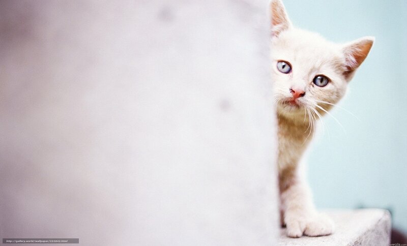 white kitten peeking out