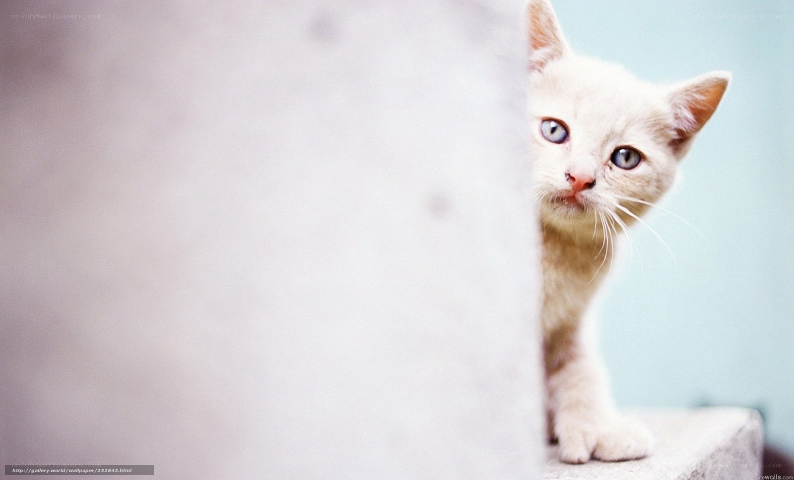 white kitten peeking out