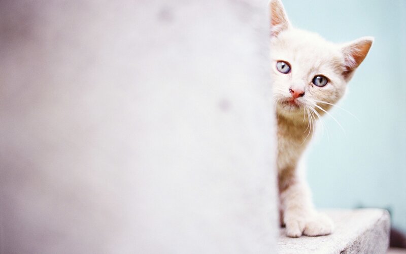 White Kitten Peeking